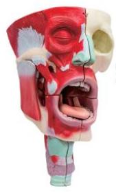 鼻、口、咽喉腔分解模型